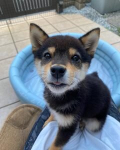 Read more about the article How to Find a Reputable Shiba Inu Breeder
