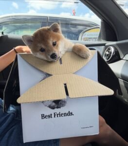 Read more about the article What should I know before buying a Shiba Inu Puppy?