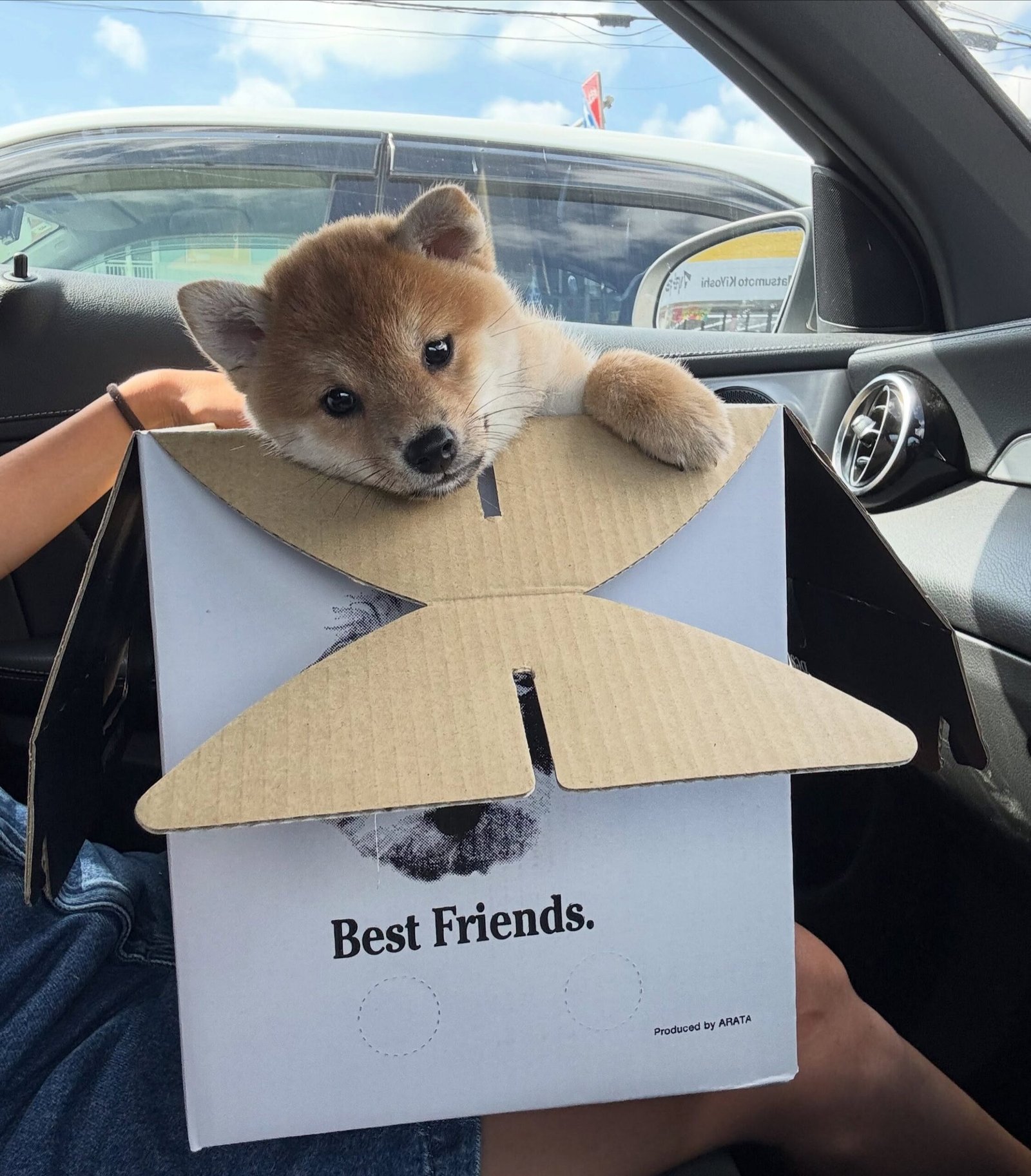 You are currently viewing How to Avoid Shiba Inu Puppy Scams