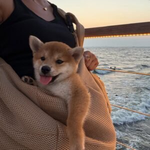 Read more about the article What’s the Best Food for a Shiba Inu Puppy?