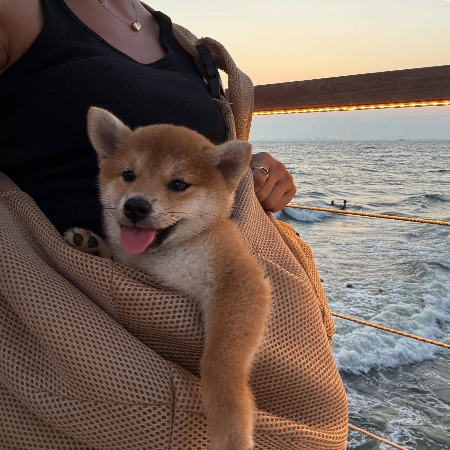 Read more about the article What’s the Best Food for a Shiba Inu Puppy?