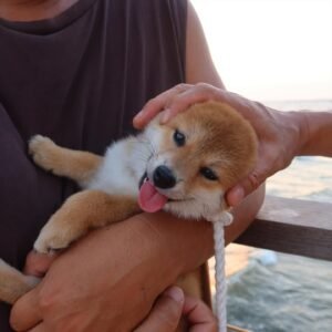 Read more about the article Should I Buy From a Pet Store or a Breeder?