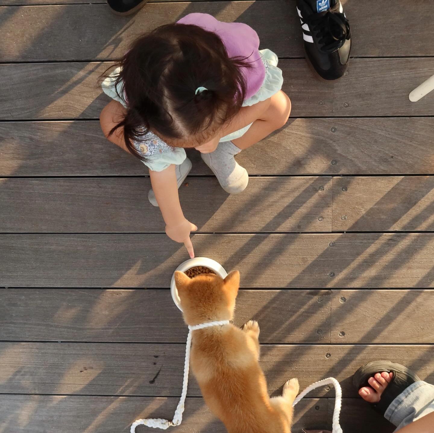 Read more about the article Best Dog Breeds of 2026: Top 10 Breeds to Consider