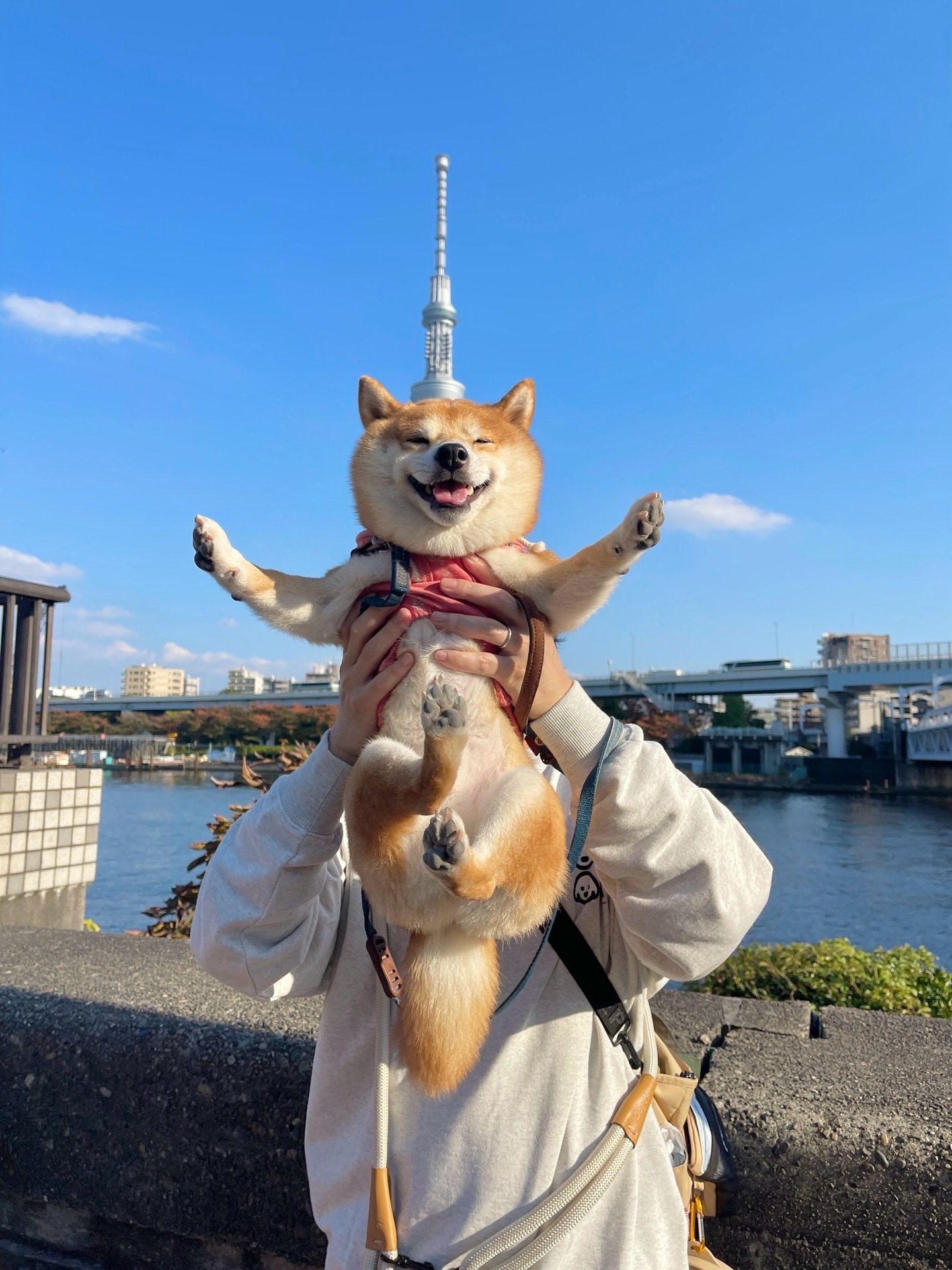 Read more about the article Owning a Shiba Inu in 2026: Tips for a Happy, Healthy Dog