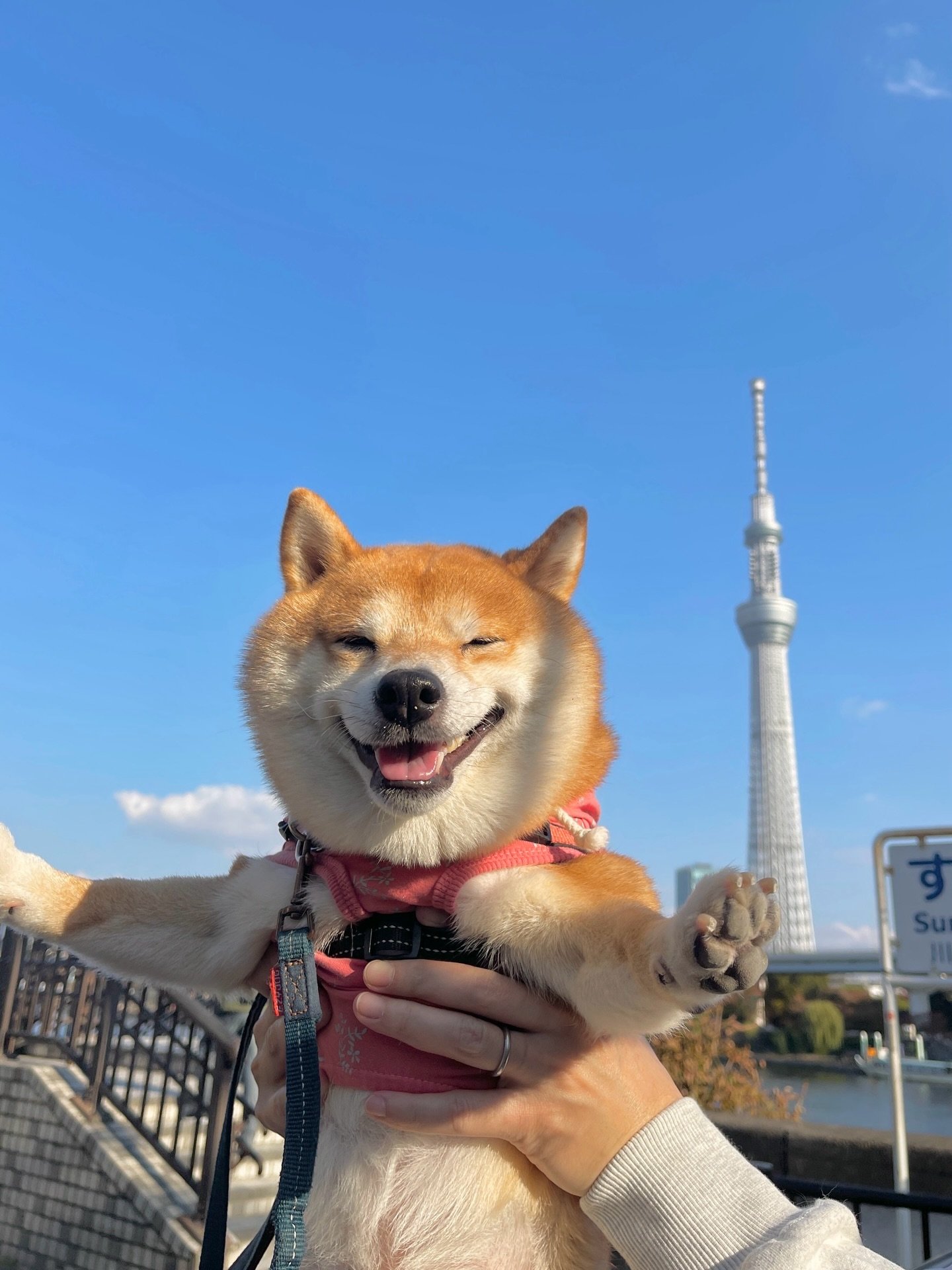 Read more about the article Can I Get a Shiba Inu Puppy If I Work Full Time?