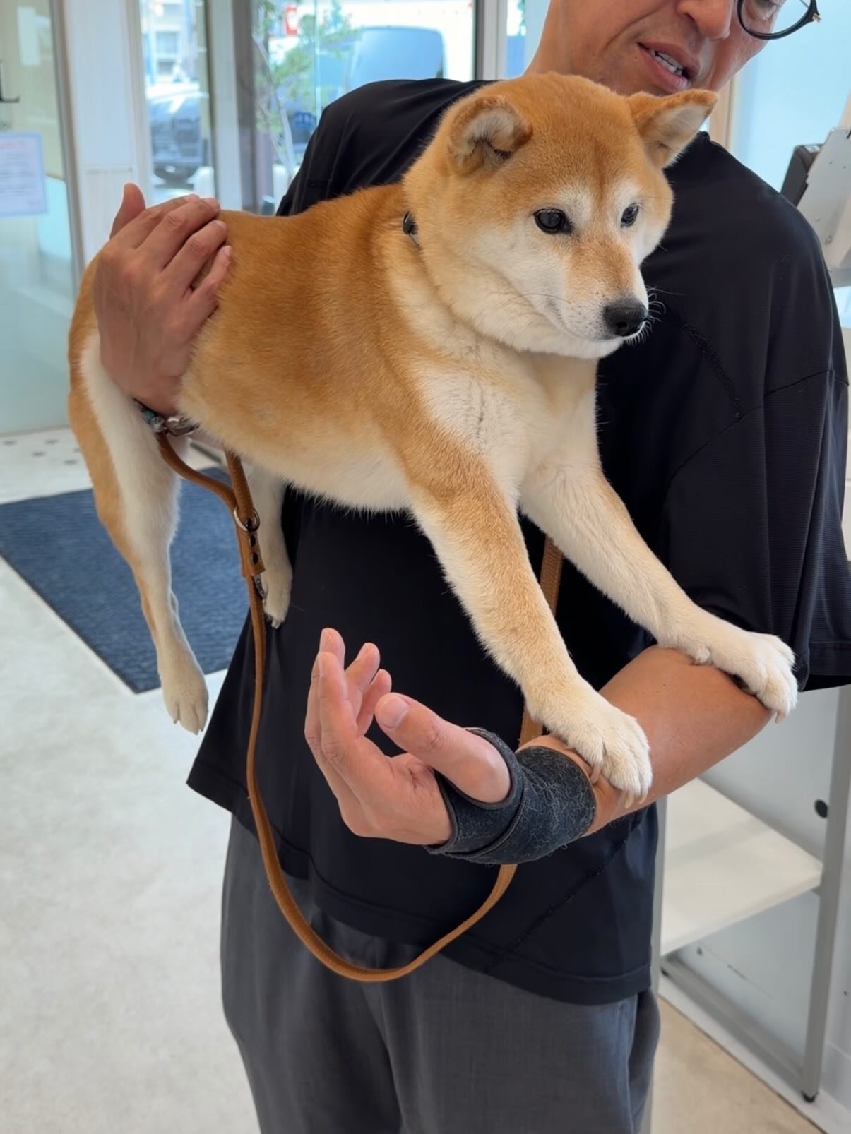 You are currently viewing How to Verify a Shiba Inu Breeder’s References