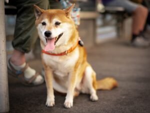 Read more about the article How to tell if your Shiba Inu is purebred