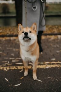 Read more about the article What’s the Best Age to Bring Home a Shiba Inu Puppy?