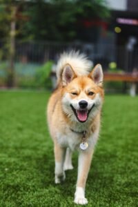 Read more about the article Living With a Shiba Inu: What Makes This Japanese Breed So Special?