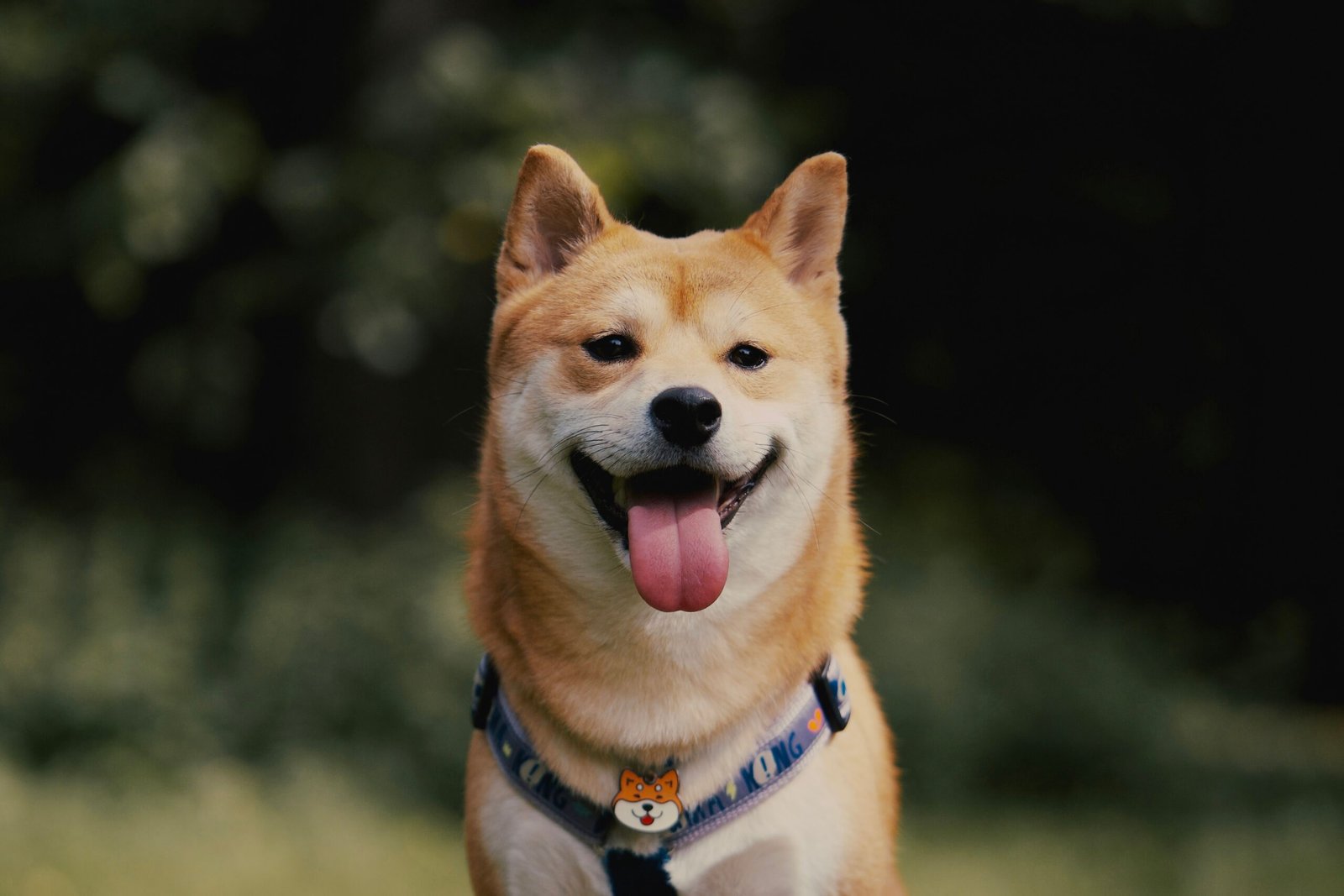 Read more about the article How to find a Reputable Shiba Inu Breeder: A complete Guide