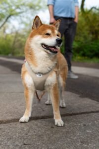 Read more about the article Are Shiba Inus Good Apartment Dogs?